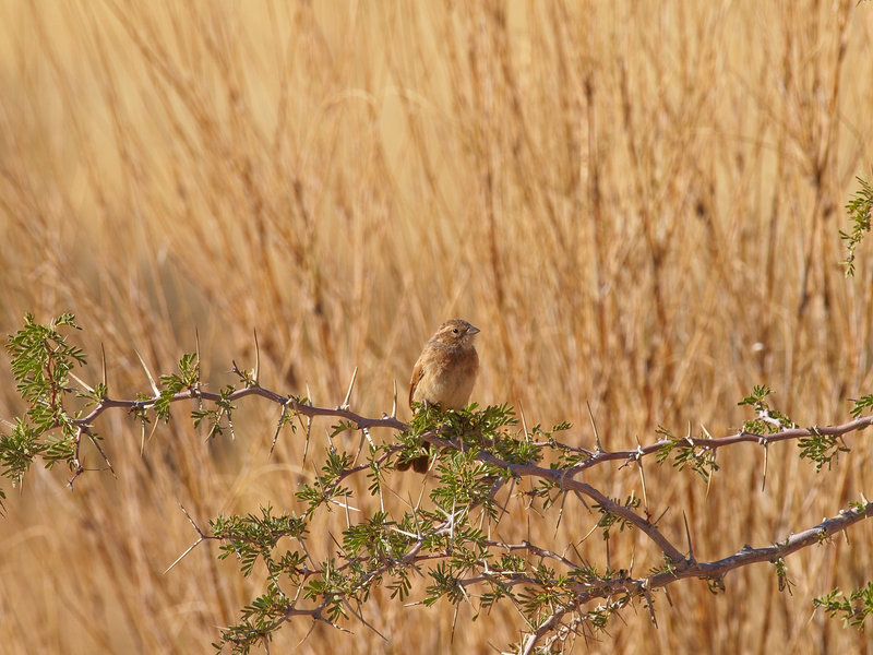 Weaver bird, Namib Desert Lodge